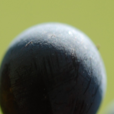 Cabernet Sauvignon ANT 1837